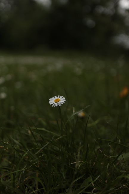 A single daisy flower blooms in a dark, lush green field, showcasing nature's beauty.
