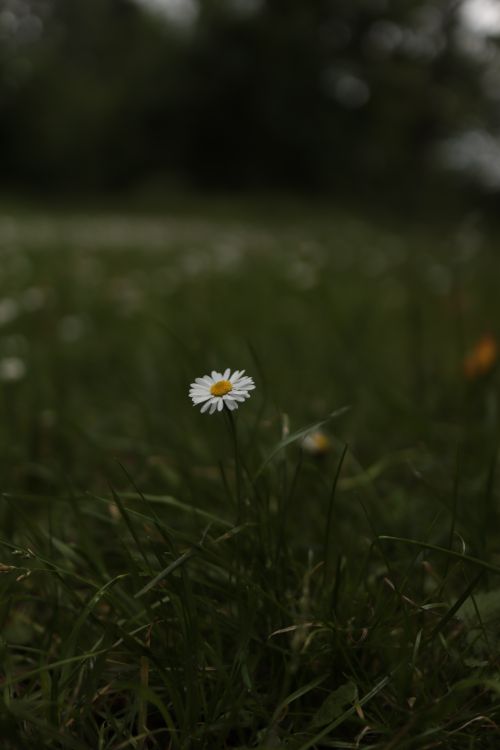 Free A single daisy flower blooms in a dark, lush green field, showcasing nature's beauty. Stock Photo