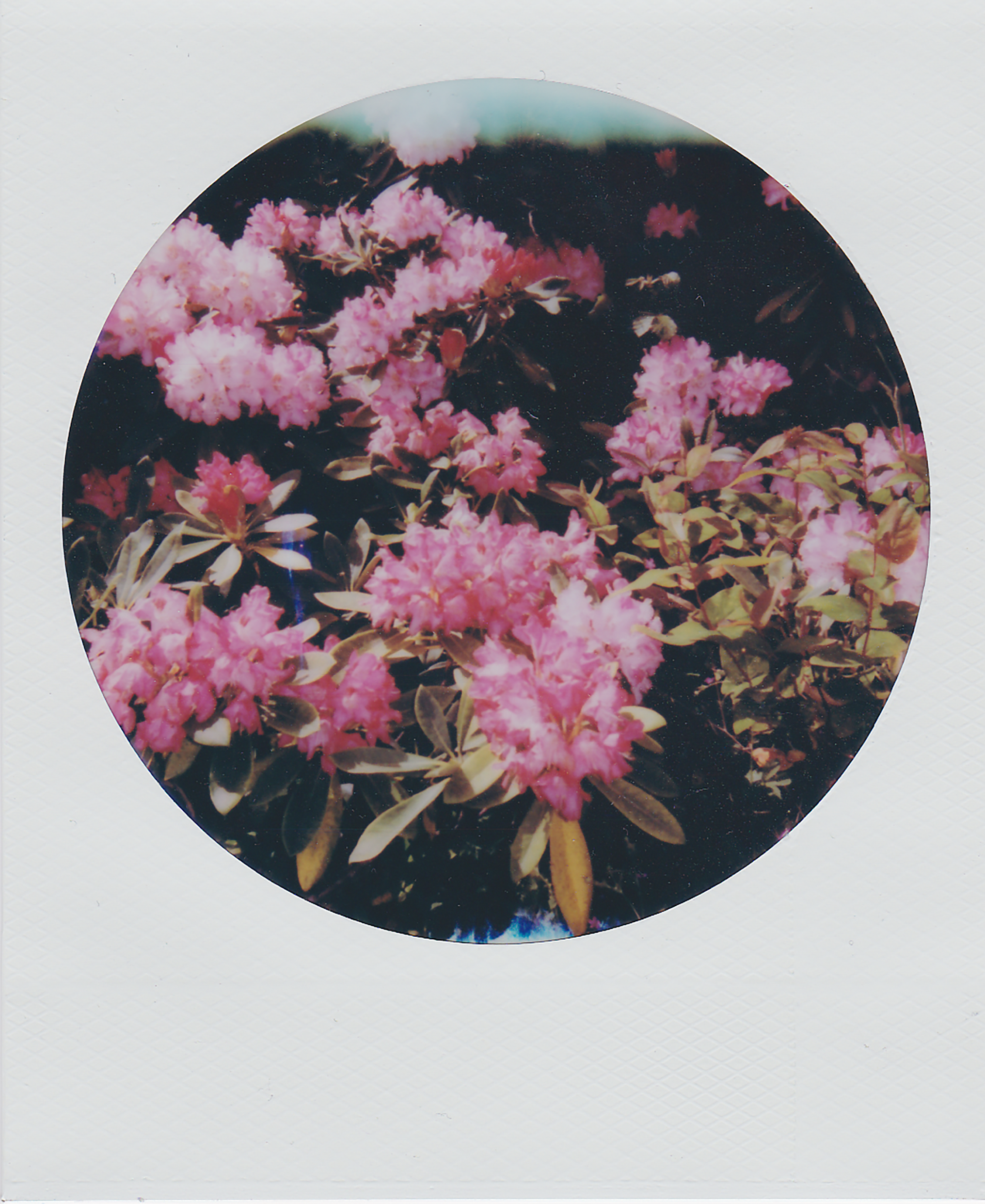 A vintage polaroid capturing vibrant pink rhododendrons in bloom.