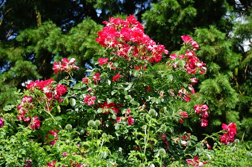 무료 붉은 꽃 스톡 사진
