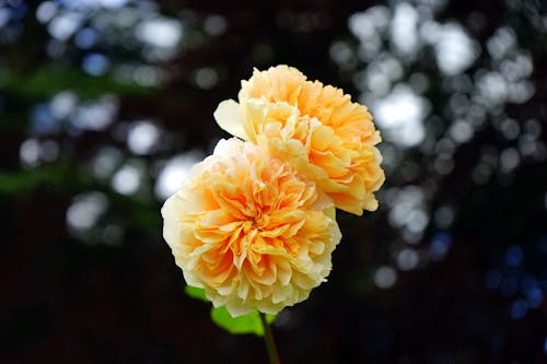 무료 노란 장미 꽃의 선택적 초점 사진 스톡 사진