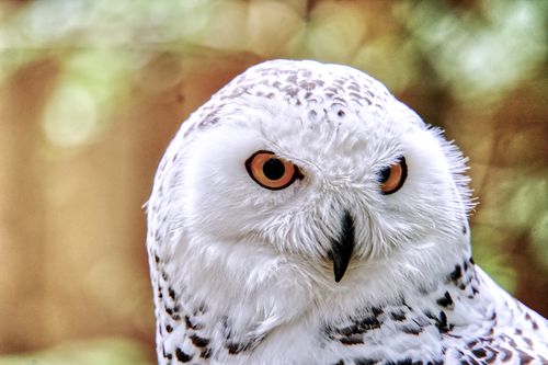 Free Detailed close-up of a snowy owl's face with captivating eyes, captured in a natural setting. Stock Photo