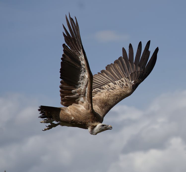 Photo Of A Vulture Flying