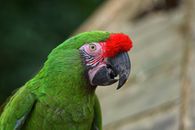 Green and Red Parrot in Close Up Photography