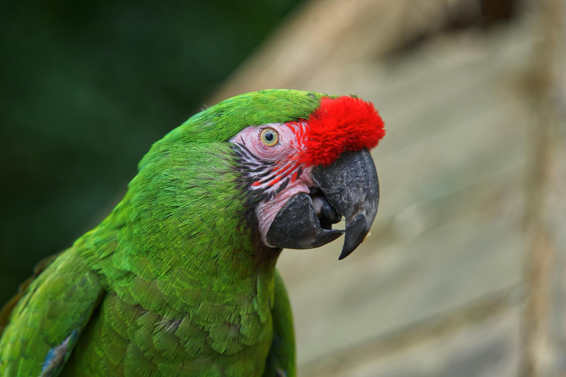 Green Ara Parrot