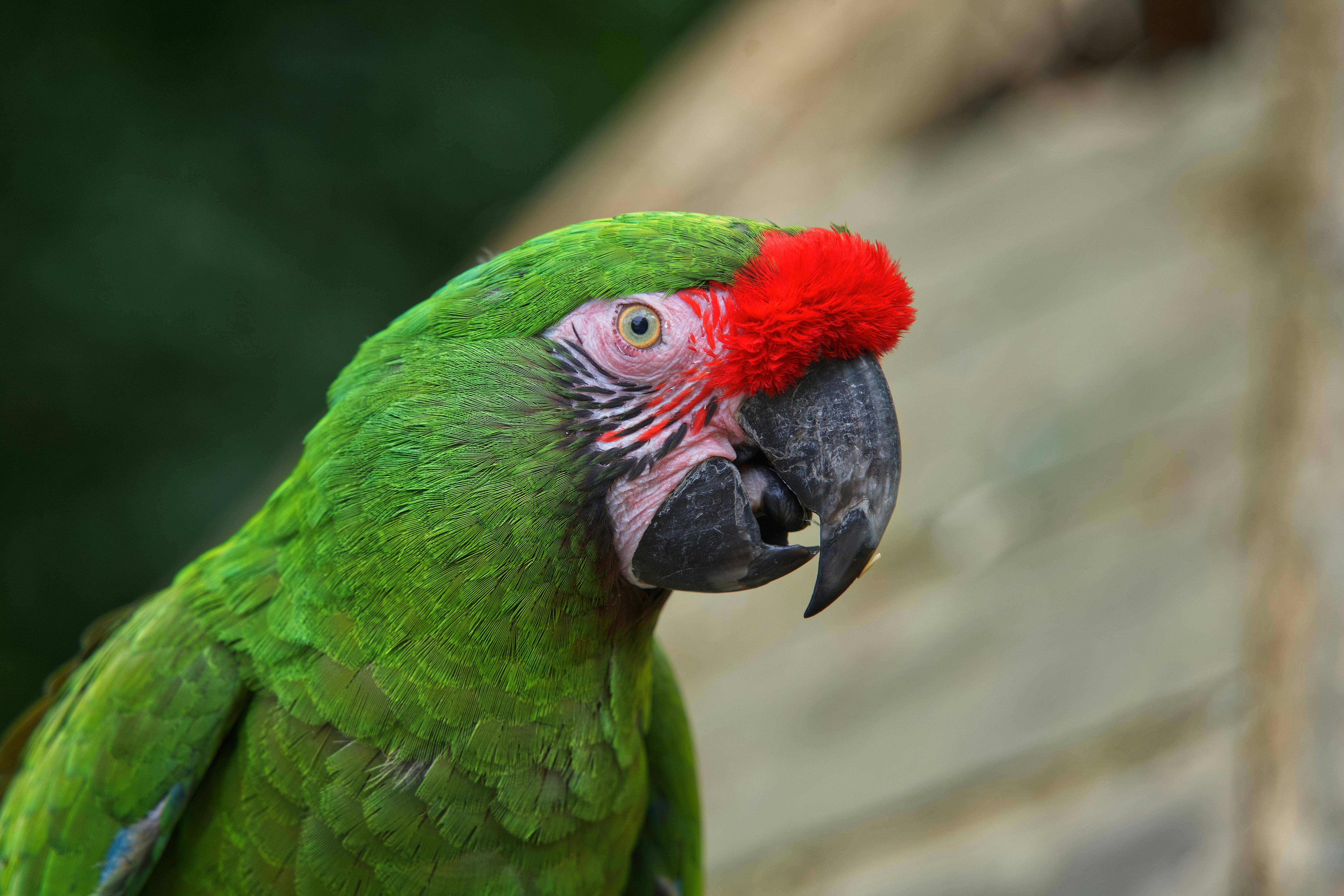 Green Parrot Photos, Download The BEST Free Green Parrot Stock Photos & HD  Images