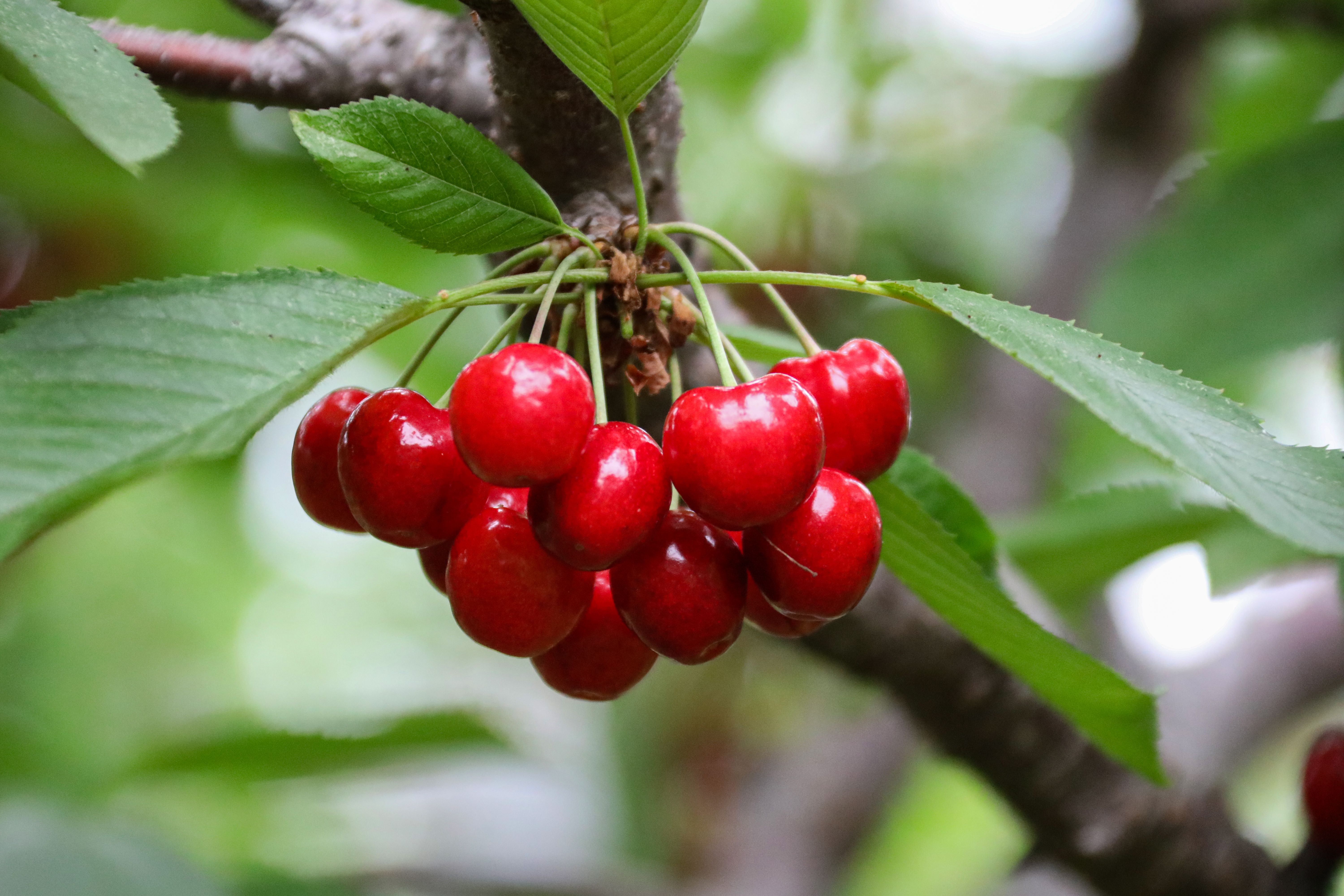 50+ Fruits Names 14 cherry fruit inflammation and sleep support