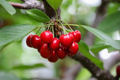 Close-Up Photograph of Red Cherries