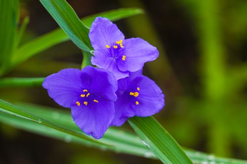 Free Close-up of vibrant purple spiderwort flowers showcasing their delicate petals and fresh foliage. Stock Photo