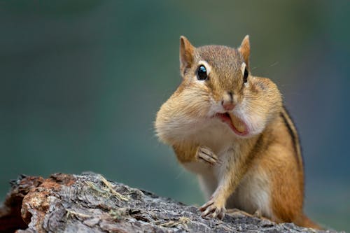 Free A Chipmunk in Close-Up Photography Stock Photo