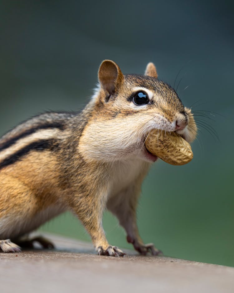 A Chipmunk Eating A Peanut