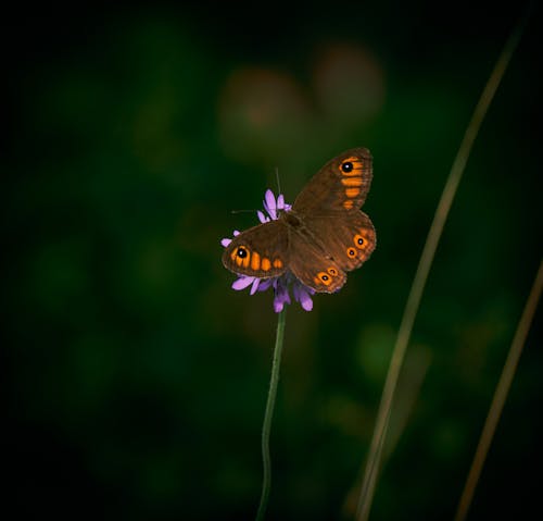 A Northern Wall Brown Butterfly on a Flower