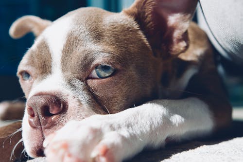 A Boston Terrier Dog in Close-Up Photography