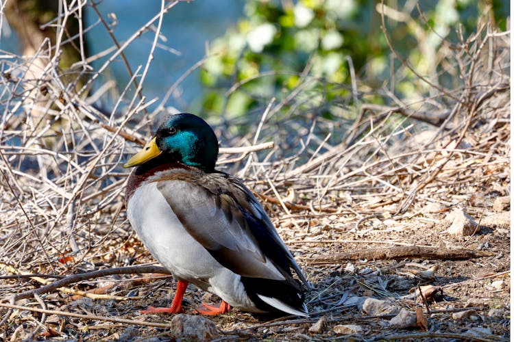 Close Up Of A Duck