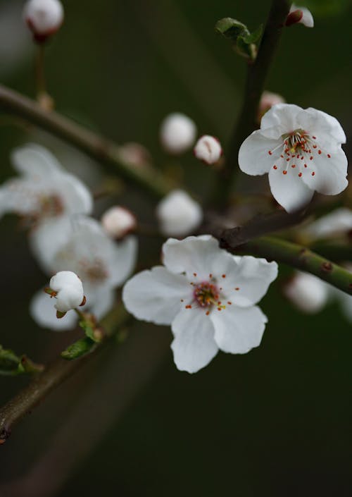 White Cherry Blossom in Close Up Photography