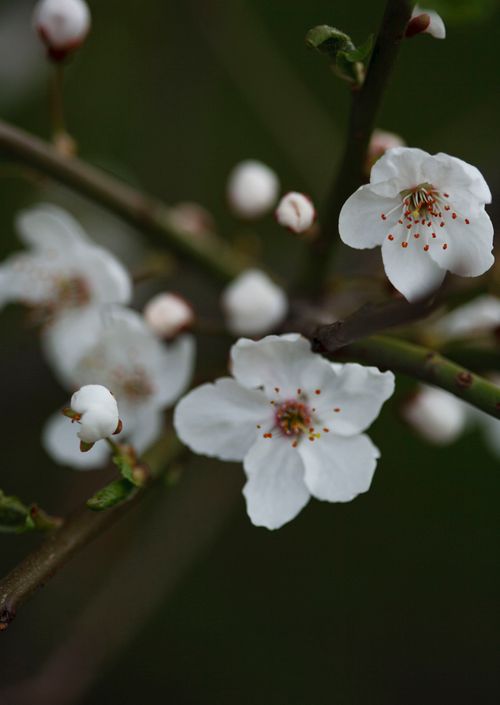 Free Beautiful close-up of blooming cherry blossoms in spring with selective focus. Stock Photo