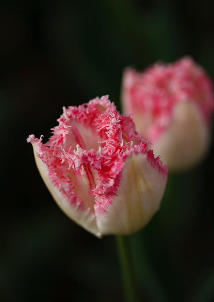 A Pink Fringed Tulip In Bloom