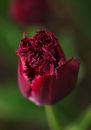 Red Flower in Macro Shot