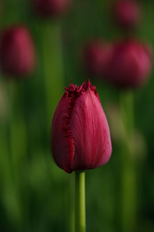 Beautiful Dark Pink Tulip 