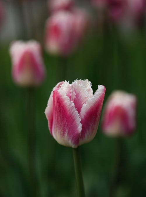 Close-up of Pink Fringed Tulip in Garden