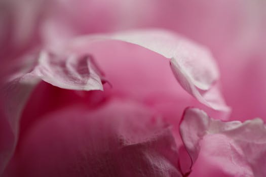 Soft macro image highlighting the delicate textures of pink petals.