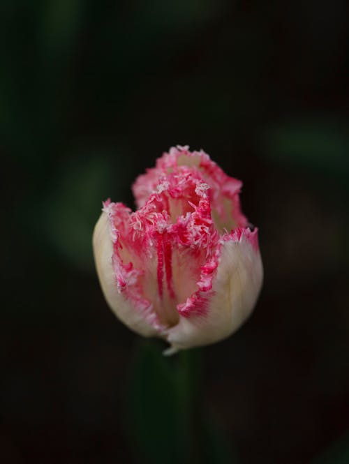 Kostnadsfri bild av blomfotografi, blomknopp, blomma