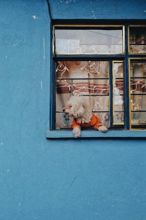Free A Dog in a Window Stock Photo