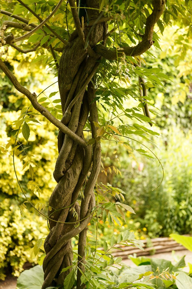 Tree Trunks Intertwined And Twisted 