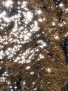 Light Reflection in the Water