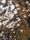 sparkles