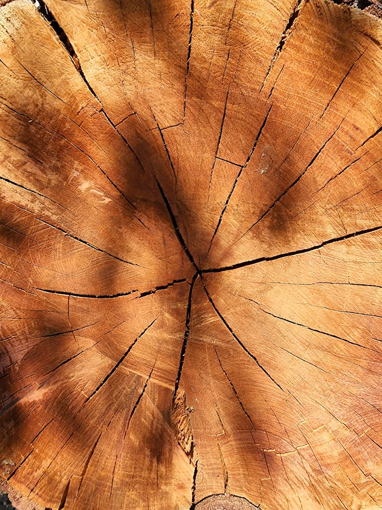 Close-up Of Cut Tree Log Texture