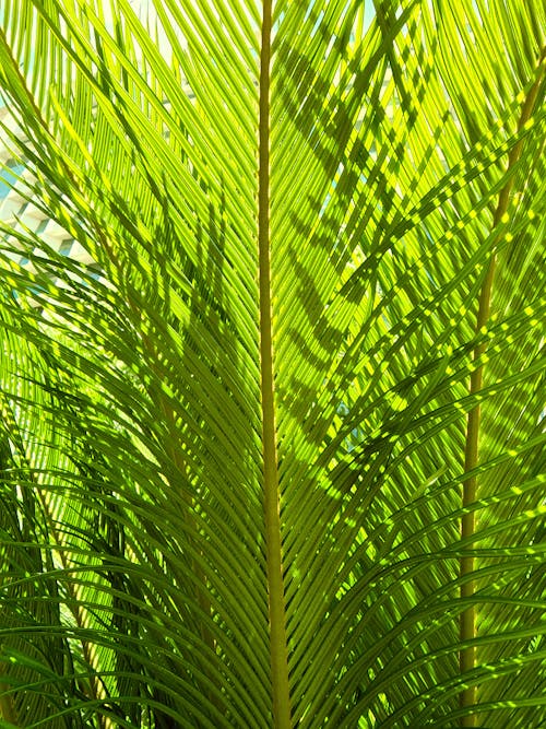 Základová fotografie zdarma na téma detail, listoví, listy