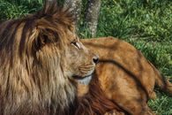 Lion-heartedness Images
