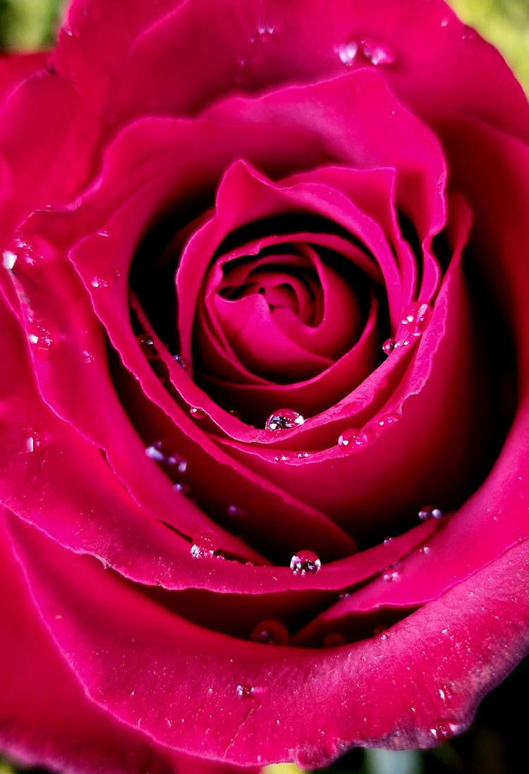 Pink Rose In Bloom Macro Photo