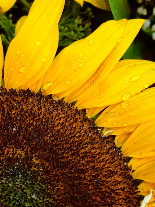 A Sunflower With Water Droplets 
