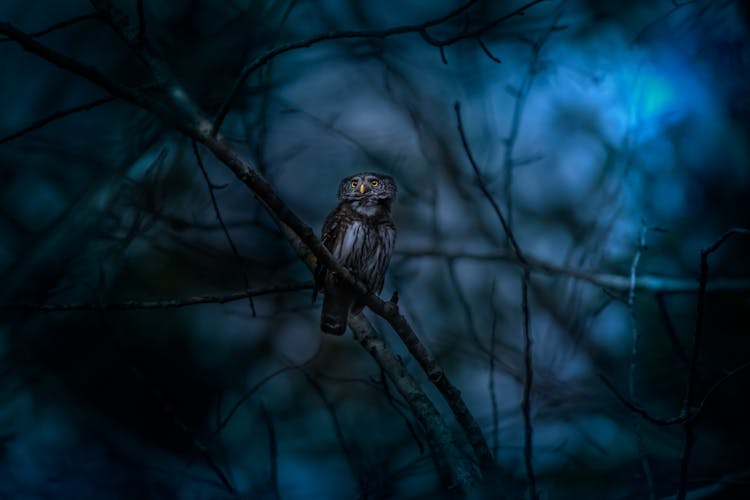 A Eurasian Pygmy Owl Perched On A Branch 