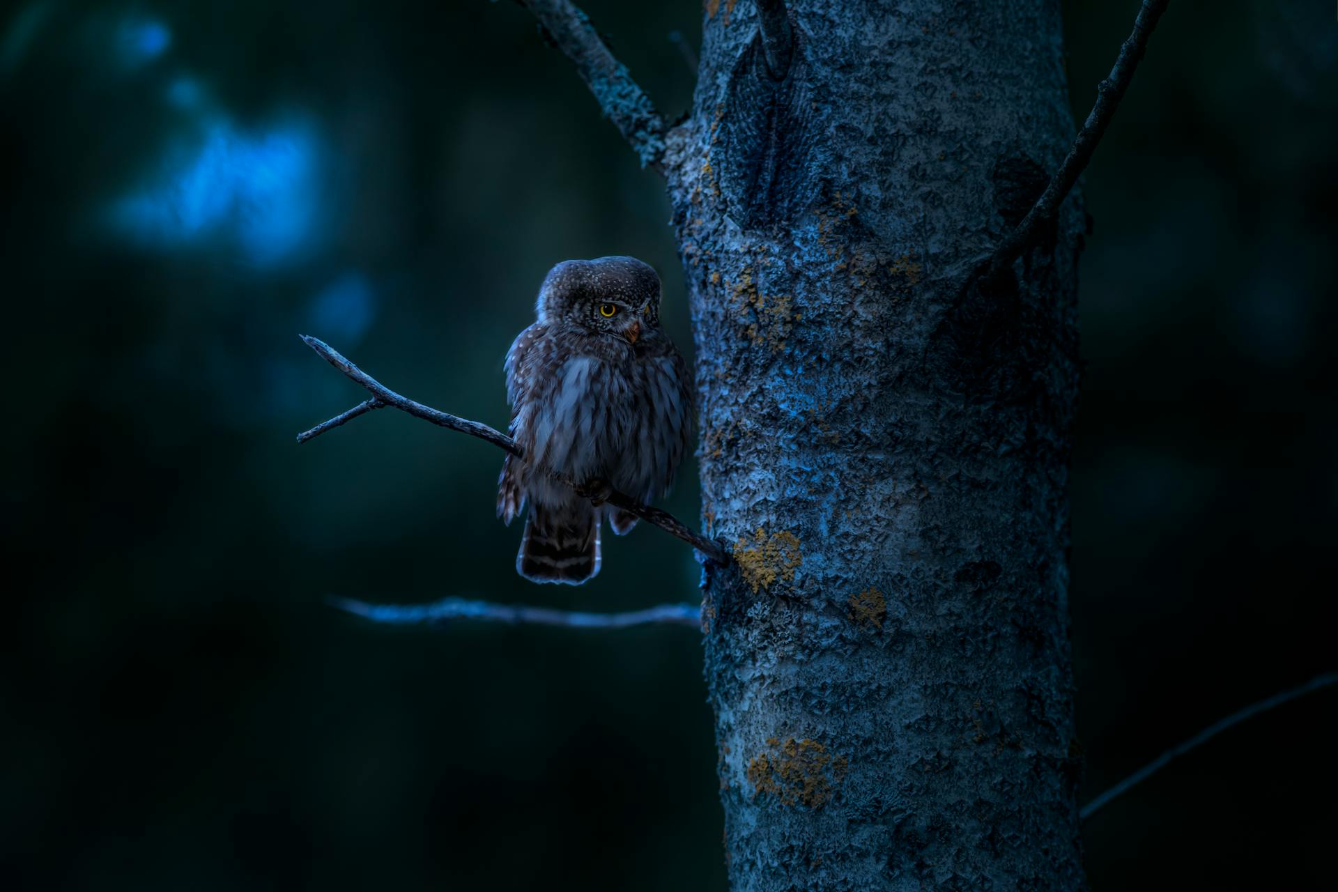 Close-Up Shot of a Eurasian Pygmy Owl