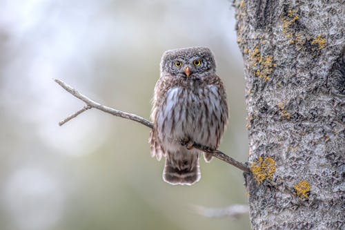 A Eurasian Pygmy Owl Perched on a Branch 