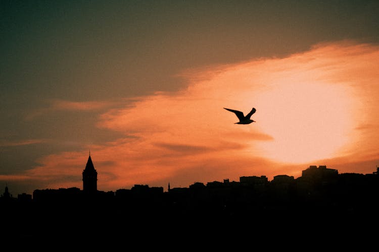 Silhouette Of An Urban Skyline And A Bird Flying At Sunset 