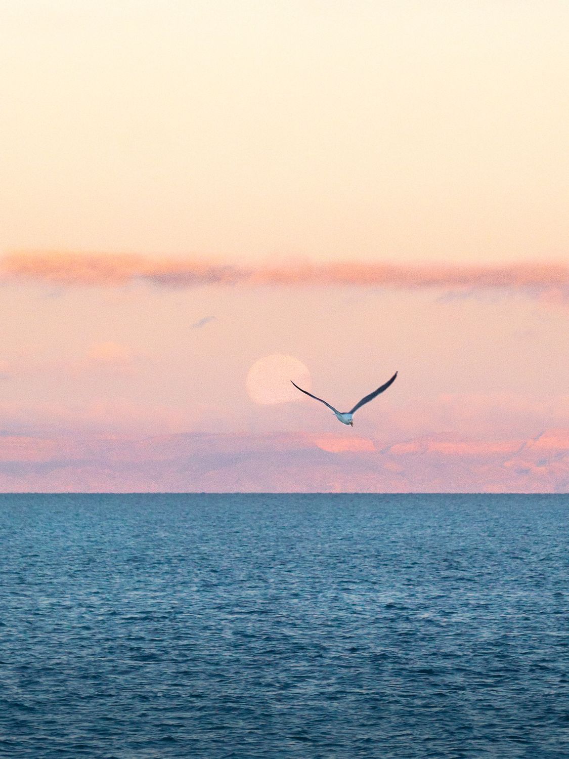 Bird Flying over the Sea during Sunset · Free Stock Photo