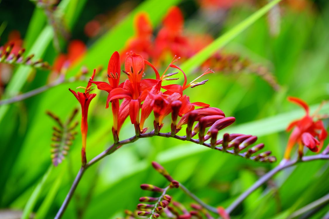 Flachfokus Fotografie Von Roten Blumen