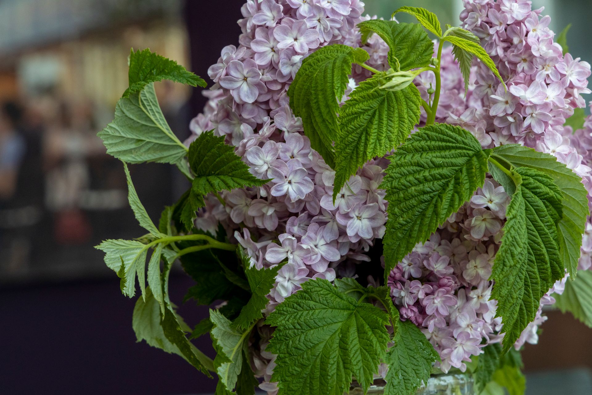 Detailed close-up of hydrangea flowers with vibrant green leaves in an indoor setting.