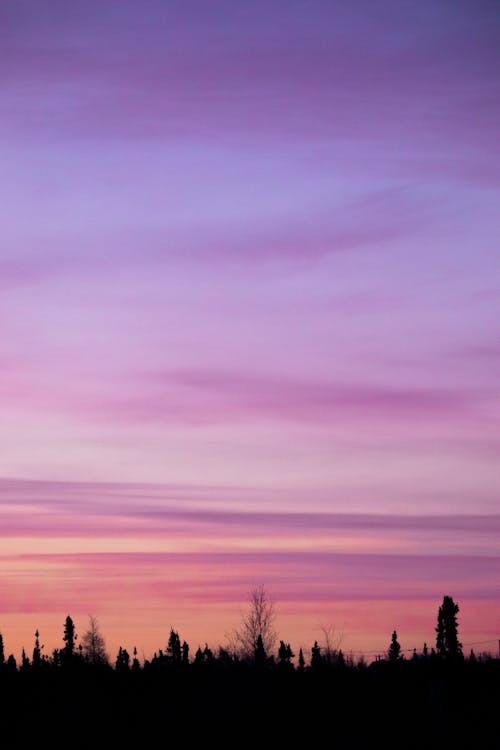 Silhouette of Trees Under the Purple Sky