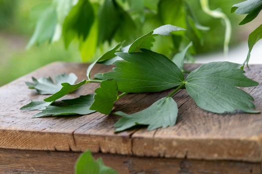 Green Leaf on Brown Wooden Plank