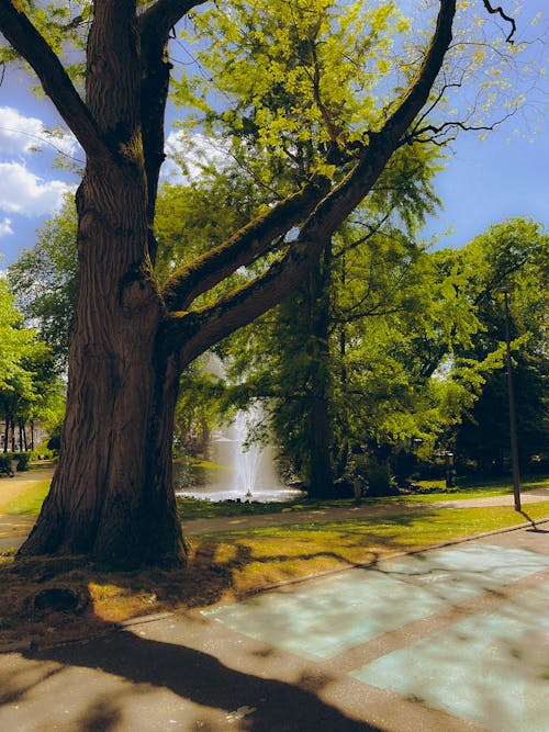 Free stock photo of bright sun, fontaine, park