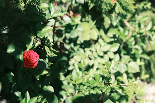 One Red Rose on a Shrub 