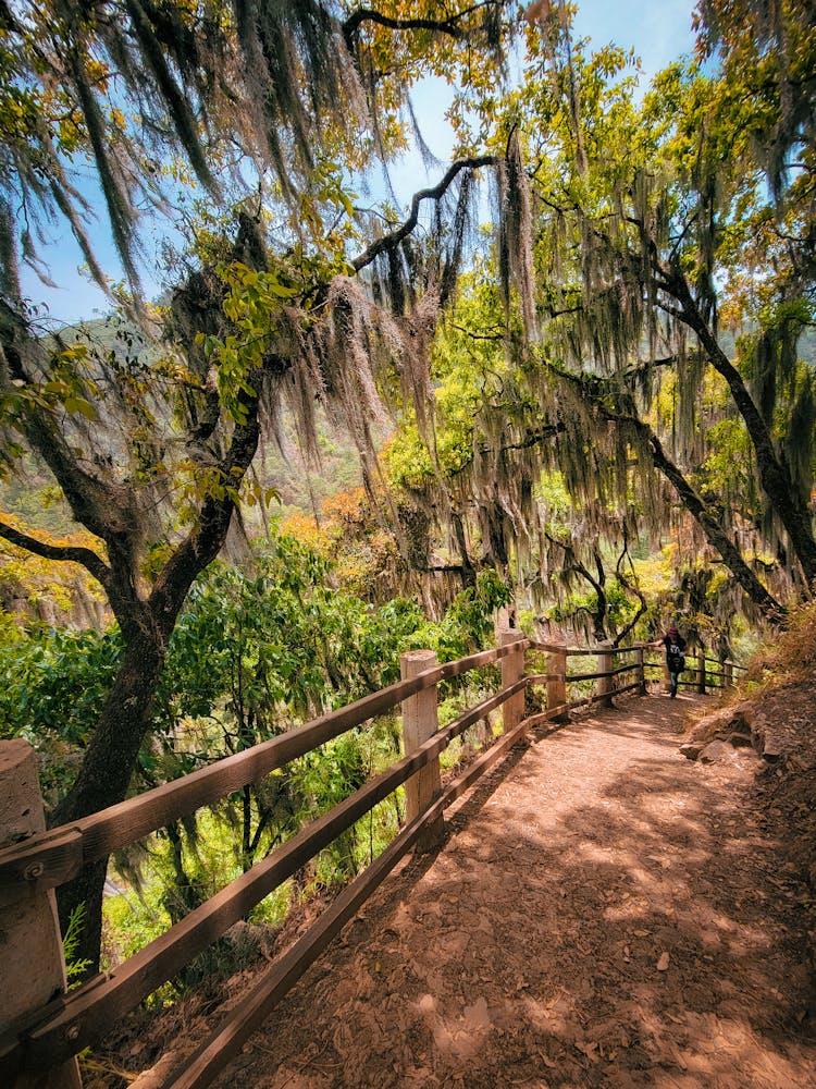 Walking Alley In Park