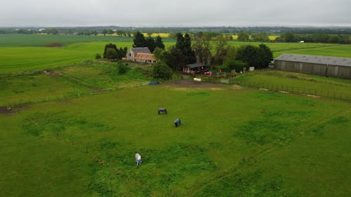 农舍, 吃草, 無人機攝影 的 免费素材图片