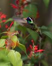 Colibrí