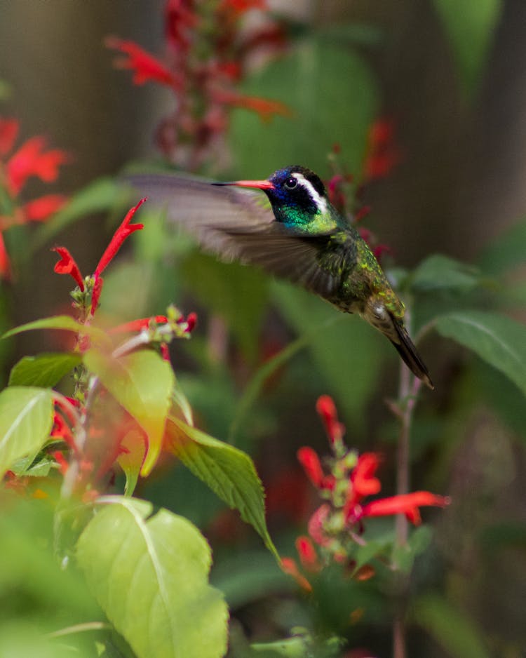 

A Close-Up Shot Of A White Eared Hummingbird